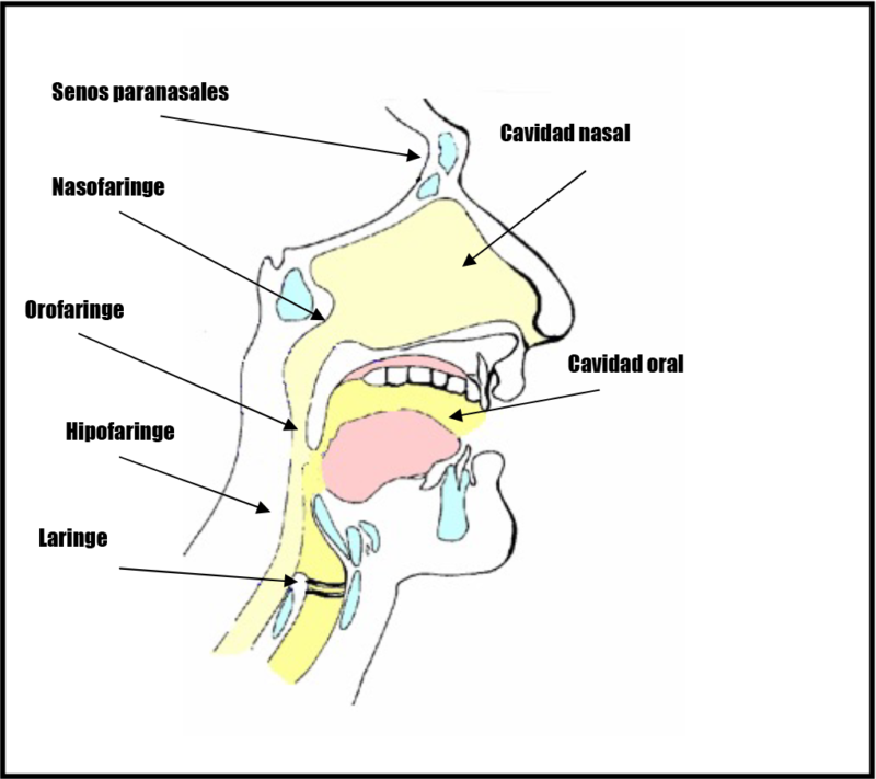 Cáncer de Cabeza y Cuello - TTCC